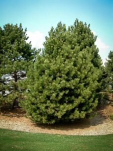 Сосна Чёрная (Pinus Nigra) купить по цене от 270.00р. в интернет-магазине «Посадика» с доставкой почтой в в Махачкале и по всей России – [изображение №1].