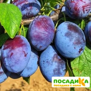 Слива Чачакская ранняя купить по цене от 229.00р. в интернет-магазине «Посадика» с доставкой почтой в в Махачкале и по всей России – [изображение №1].