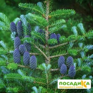 Пихта корейская (Abies koreana) купить по цене от 450.00р. в интернет-магазине «Посадика» с доставкой почтой в в Махачкале и по всей России – [изображение №1].