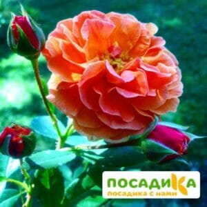 Роза Арабия купить по цене от 350.00р. в интернет-магазине «Посадика» с доставкой почтой в в Махачкале и по всей России – [изображение №1].