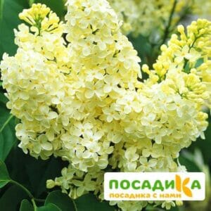 Сирень Примроуз (Primrose) купить по цене от 529.00р. в интернет-магазине «Посадика» с доставкой почтой в в Махачкале и по всей России – [изображение №1].