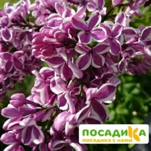 Сирень Сенсация купить по цене от 529.00р. в интернет-магазине «Посадика» с доставкой почтой в в Махачкале и по всей России – [изображение №1].