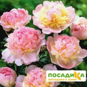 Пион Распберри Сандей (Paeonia Raspberry Sundae) купить по цене от 959р. в интернет-магазине «Посадика» с доставкой почтой в в Махачкале и по всей России – [изображение №1].