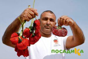 Клубника Гигант Джорнея купить по цене от 266р. в интернет-магазине «Посадика» с доставкой почтой в в Махачкале и по всей России – [изображение №1].