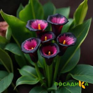 Калла Аура Лейс купить по цене от 400р. в интернет-магазине «Посадика» с доставкой почтой в в Махачкале и по всей России – [изображение №1].