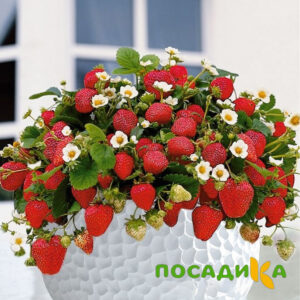 Клубника Рубиновый Шепот (горшечная) купить по цене от 240р. в интернет-магазине «Посадика» с доставкой почтой в в Махачкале и по всей России – [изображение №1].