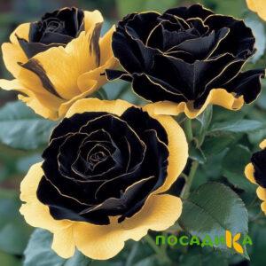 Роза Ханни Сикл купить по цене от 700р. в интернет-магазине «Посадика» с доставкой почтой в в Махачкале и по всей России – [изображение №1].