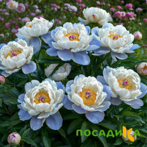 Пион акварельный Этюд купить по цене от 806р. в интернет-магазине «Посадика» с доставкой почтой в в Махачкале и по всей России – [изображение №1].