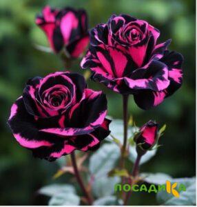 Роза Багровый Шепот купить по цене от 366р. в интернет-магазине «Посадика» с доставкой почтой в в Махачкале и по всей России – [изображение №1].