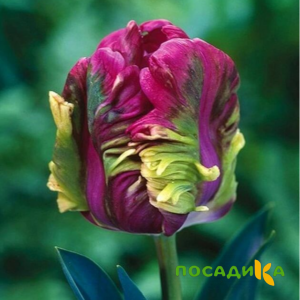 Тюльпан Экзотик Хэвен купить по цене от 186р. в интернет-магазине «Посадика» с доставкой почтой в в Махачкале и по всей России – [изображение №1].