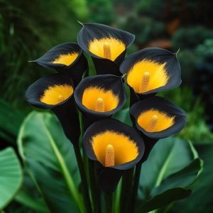 Калла Легато купить по цене от 620р. в интернет-магазине «Посадика» с доставкой почтой в в Махачкале и по всей России – [изображение №1].