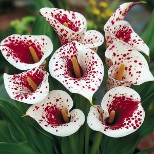 Калла Эмпайр купить по цене от 302р. в интернет-магазине «Посадика» с доставкой почтой в в Махачкале и по всей России – [изображение №1].