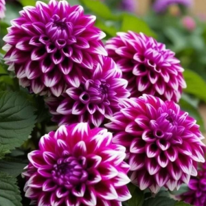 Георгин Кристал Корт купить по цене от 602р. в интернет-магазине «Посадика» с доставкой почтой в в Махачкале и по всей России – [изображение №1].