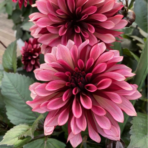 Георгин Перли Сансет купить по цене от 309р. в интернет-магазине «Посадика» с доставкой почтой в в Махачкале и по всей России – [изображение №1].