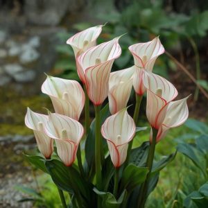 Калла Глейшер купить по цене от 299р. в интернет-магазине «Посадика» с доставкой почтой в в Махачкале и по всей России – [изображение №1].