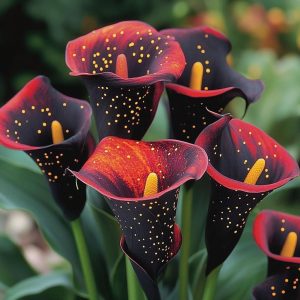 Калла Нуар купить по цене от 299р. в интернет-магазине «Посадика» с доставкой почтой в в Махачкале и по всей России – [изображение №1].