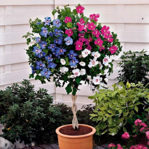 Гибискус-Дерево Триколор купить по цене от 289р. в интернет-магазине «Посадика» с доставкой почтой в в Махачкале и по всей России – [изображение №1].