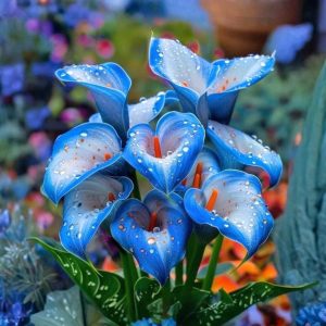 Калла Портрейт купить по цене от 292р. в интернет-магазине «Посадика» с доставкой почтой в в Махачкале и по всей России – [изображение №1].