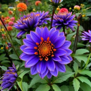 Георгин Лазурит купить по цене от 799р. в интернет-магазине «Посадика» с доставкой почтой в в Махачкале и по всей России – [изображение №1].