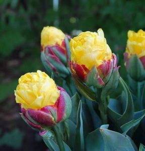 Тюльпан Айс Крим Банана купить по цене от 360р. в интернет-магазине «Посадика» с доставкой почтой в в Махачкале и по всей России – [изображение №1].