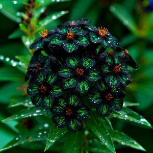 Флокс Ривьера купить по цене от 299р. в интернет-магазине «Посадика» с доставкой почтой в в Махачкале и по всей России – [изображение №1].