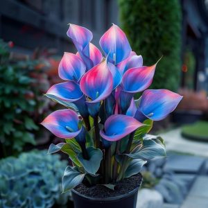 Калла Импрессия купить по цене от 590р. в интернет-магазине «Посадика» с доставкой почтой в в Махачкале и по всей России – [изображение №1].