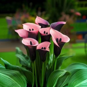 Калла Энигма купить по цене от 291р. в интернет-магазине «Посадика» с доставкой почтой в в Махачкале и по всей России – [изображение №1].