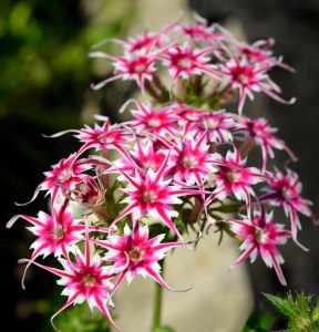 Флокс Метельчатый Путь купить по цене от 456р. в интернет-магазине «Посадика» с доставкой почтой в в Махачкале и по всей России – [изображение №1].