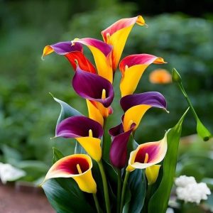 Калла Кристалл купить по цене от 450р. в интернет-магазине «Посадика» с доставкой почтой в в Махачкале и по всей России – [изображение №1].