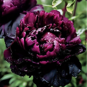 Пион Темный Сад купить по цене от 421р. в интернет-магазине «Посадика» с доставкой почтой в в Махачкале и по всей России – [изображение №1].