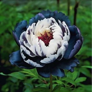 Пион Древовидный Инь-Янь купить по цене от 419р. в интернет-магазине «Посадика» с доставкой почтой в в Махачкале и по всей России – [изображение №1].