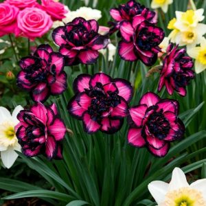 Нарцисс Золотая Корона купить по цене от 2000р. в интернет-магазине «Посадика» с доставкой почтой в в Махачкале и по всей России – [изображение №1].