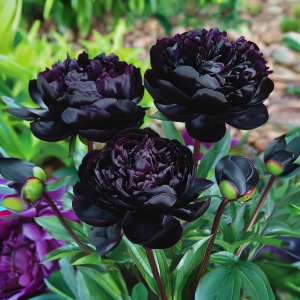 Пион Королевский Бархат купить по цене от 419р. в интернет-магазине «Посадика» с доставкой почтой в в Махачкале и по всей России – [изображение №1].