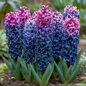 Гиацинт Блю Спринг купить по цене от 2099р. в интернет-магазине «Посадика» с доставкой почтой в в Махачкале и по всей России – [изображение №1].