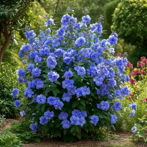 Гибискус Сансет Блоссом купить по цене от 248р. в интернет-магазине «Посадика» с доставкой почтой в в Махачкале и по всей России – [изображение №1].