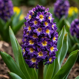 Гиацинт Вельвет Колор купить по цене от 2099р. в интернет-магазине «Посадика» с доставкой почтой в в Махачкале и по всей России – [изображение №1].