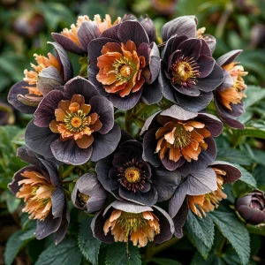 Морозник Блум Айс купить по цене от 499р. в интернет-магазине «Посадика» с доставкой почтой в в Махачкале и по всей России – [изображение №1].