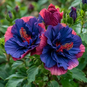 Гибискус Роуз Шайн купить по цене от 360р. в интернет-магазине «Посадика» с доставкой почтой в в Махачкале и по всей России – [изображение №1].