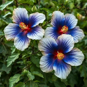 Гибискус Илюжн Вилью купить по цене от 259р. в интернет-магазине «Посадика» с доставкой почтой в в Махачкале и по всей России – [изображение №1].