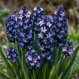 Гиацинт Блум Клауд купить по цене от 2099р. в интернет-магазине «Посадика» с доставкой почтой в в Махачкале и по всей России – [изображение №1].