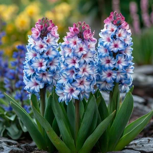 Гиацинт Пинк Мари купить по цене от 2099р. в интернет-магазине «Посадика» с доставкой почтой в в Махачкале и по всей России – [изображение №1].