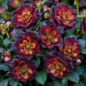 Морозник Сноу Дроп купить по цене от 348р. в интернет-магазине «Посадика» с доставкой почтой в в Махачкале и по всей России – [изображение №1].