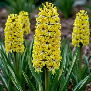 Гиацинт Сансет Голд купить по цене от 2099р. в интернет-магазине «Посадика» с доставкой почтой в в Махачкале и по всей России – [изображение №1].