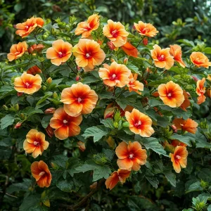 Гибискус Кристал Рэй купить по цене от 458р. в интернет-магазине «Посадика» с доставкой почтой в в Махачкале и по всей России – [изображение №1].