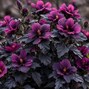 Гибискус Корал Чарм купить по цене от 271р. в интернет-магазине «Посадика» с доставкой почтой в в Махачкале и по всей России – [изображение №1].