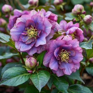 Морозник Айс Принцесс Чарм купить по цене от 650р. в интернет-магазине «Посадика» с доставкой почтой в в Махачкале и по всей России – [изображение №1].