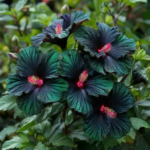 Гибискус Пикок Плюм купить по цене от 490р. в интернет-магазине «Посадика» с доставкой почтой в в Махачкале и по всей России – [изображение №1].