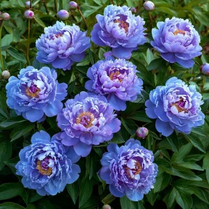 Пион Голубой лотос купить по цене от 590р. в интернет-магазине «Посадика» с доставкой почтой в в Махачкале и по всей России – [изображение №1].