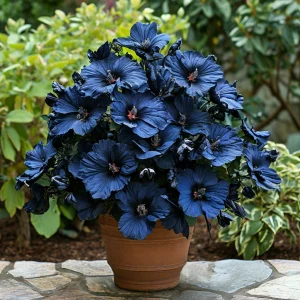 Гибискус Селестиал Флейм купить по цене от 326р. в интернет-магазине «Посадика» с доставкой почтой в в Махачкале и по всей России – [изображение №1].