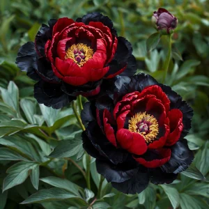 Пион Эбеновый Рубин купить по цене от 419р. в интернет-магазине «Посадика» с доставкой почтой в в Махачкале и по всей России – [изображение №1].